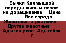 Бычки Калмыцкой породы живым весом на доращивание. › Цена ­ 135 - Все города Животные и растения » Другие животные   . Адыгея респ.,Адыгейск г.